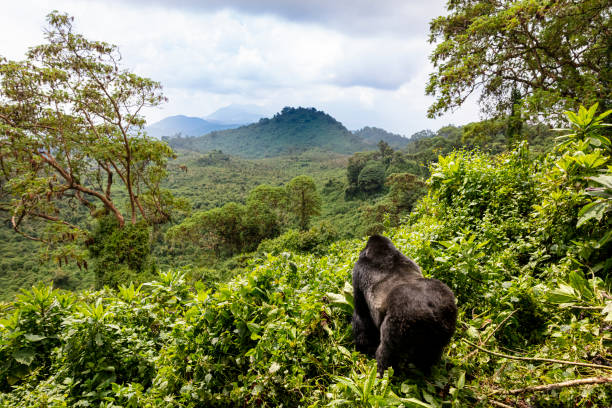 Mountain Gorilla Habitats