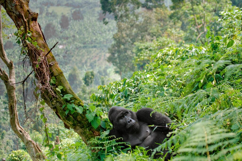 HOW MOUNTAIN GORILLAS ADAPT TO THEIR NATURAL ENVIRONMENT