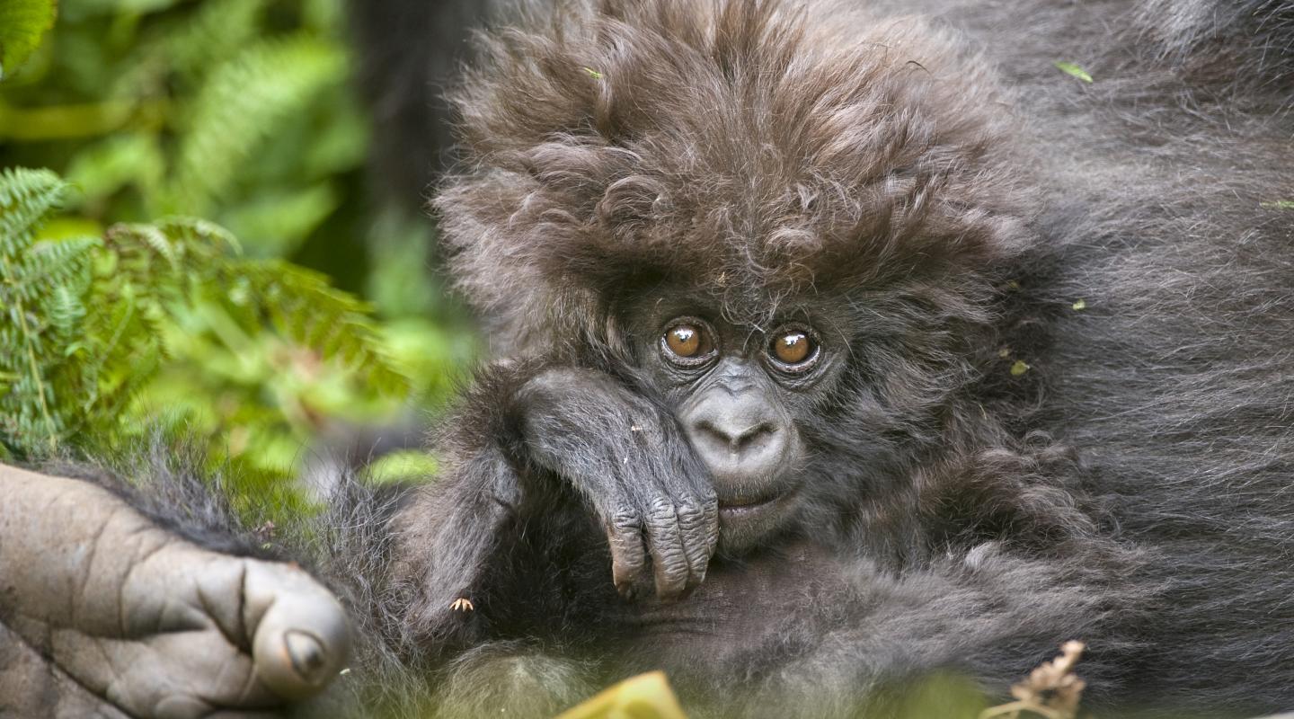 Best time for Gorilla Trekking in Rwanda