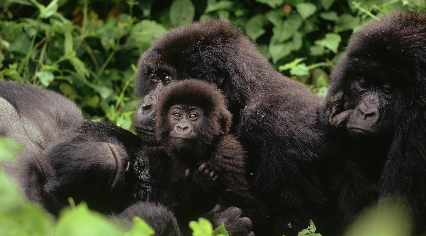 gorilla groups in Volcanoes national park