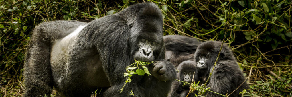 5 Days Rwanda Gorilla and Chimp Tour