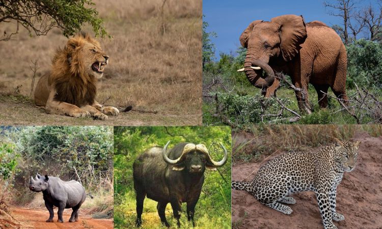 Big 5 Animals in Rwanda