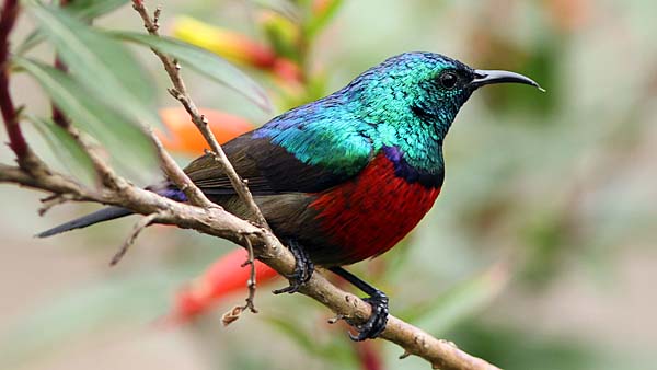 Bird watching in Volcanoes National Park