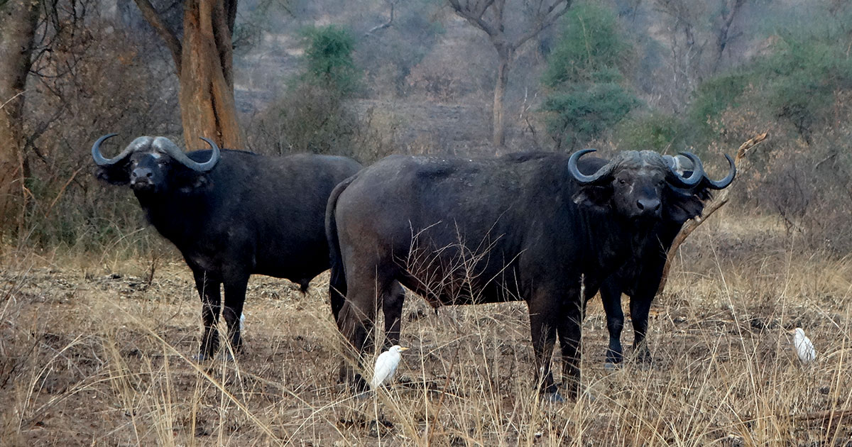 Buffaloes in Rwanda