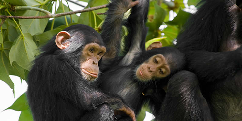 Chimpanzee Trekking Rules and Regulations in Nyungwe Forest National Park