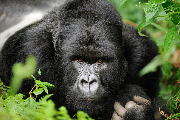 Facts about a Silverback Gorilla | Rwanda Gorilla Tours 2024