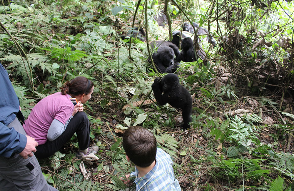 Gorilla Habituation Vs Gorilla Trek