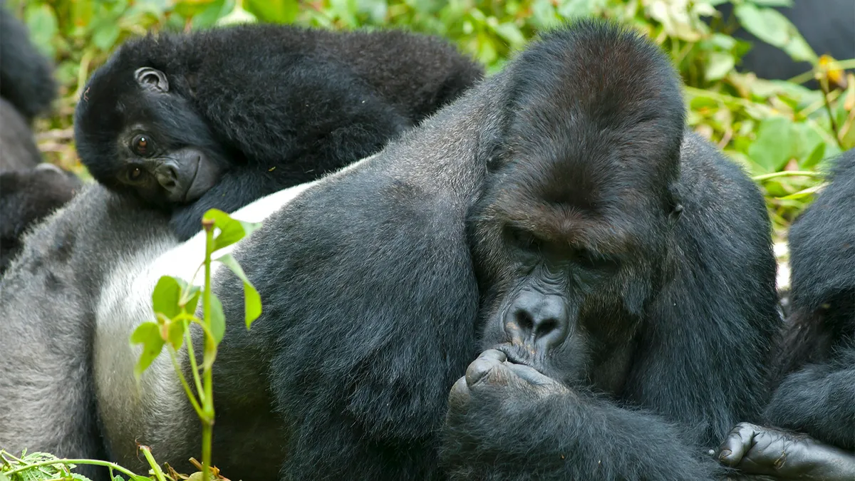 How does a  silverback father its children