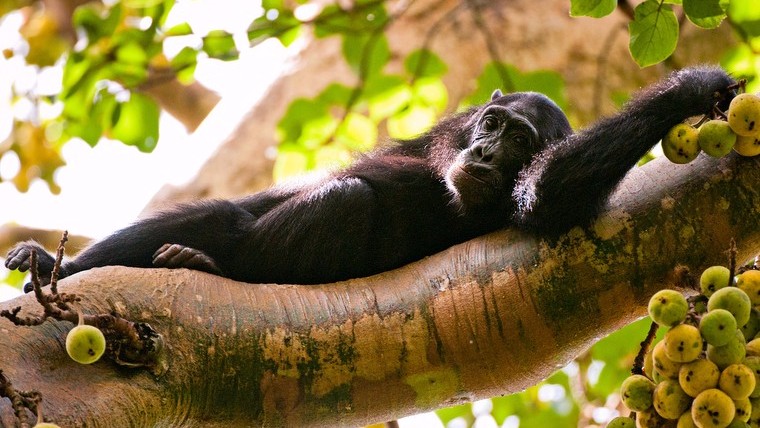 Nyungwe Forest National Park