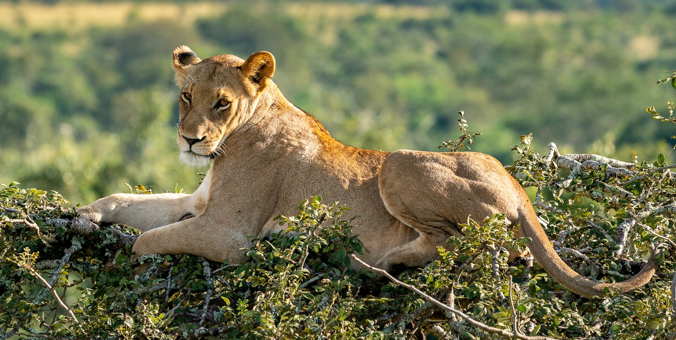 Lion in Akagera