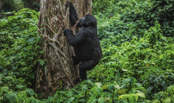 Top 8 Must Do Activities in Volcanoes National Park, Rwanda