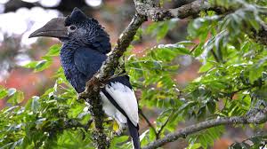 bird watching in Nyungwe forest