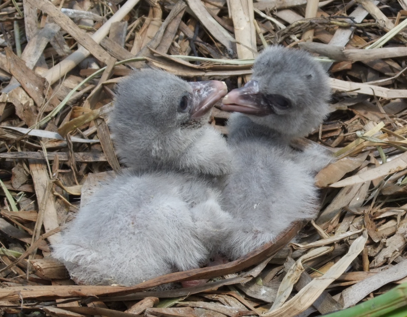 breeding of a shoebill stork