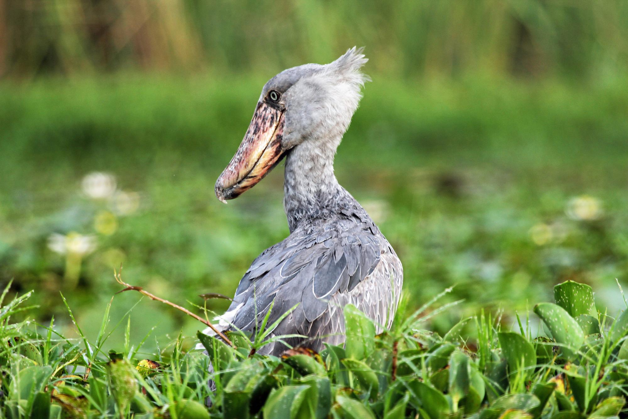 habitat and distribution of a shoebill