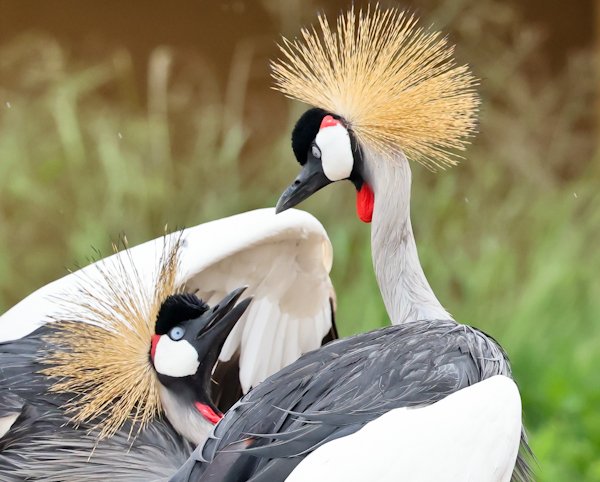 Cranes at Umusambi village