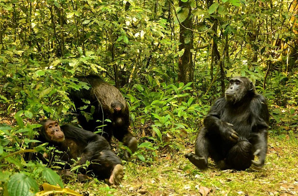 chimpanzee trekking experience in Nyungwe forest