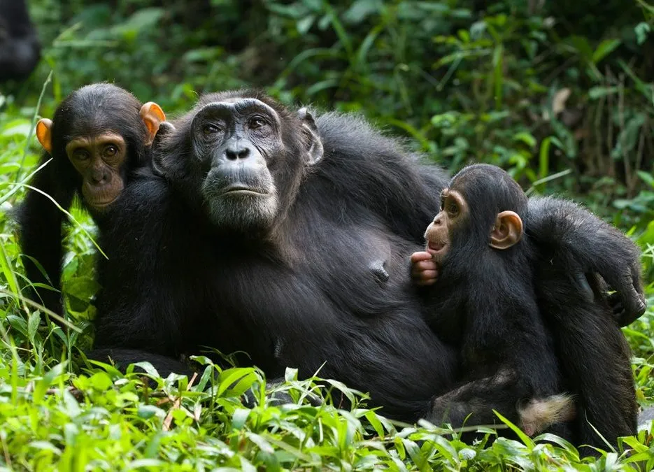 chimpanzee trekking in Nyungwe Forest National Park