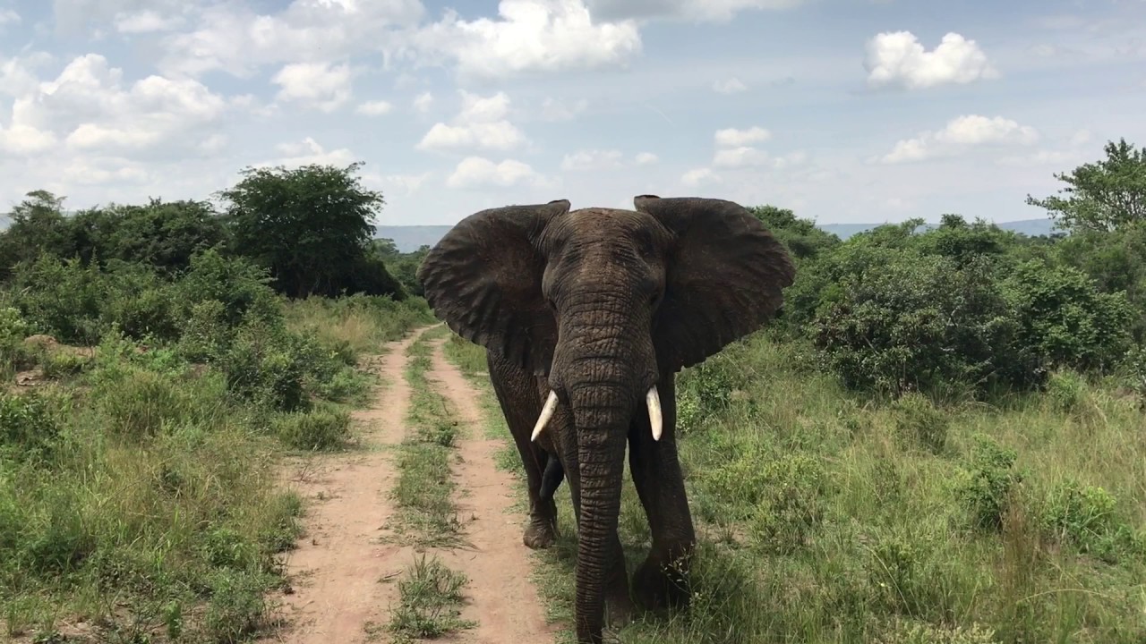 Elephant in Akagera