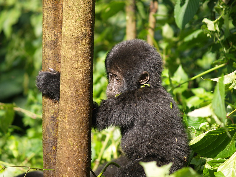 Rwanda gorilla permit