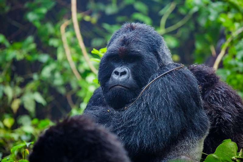 Agashya Gorilla Family in Rwanda