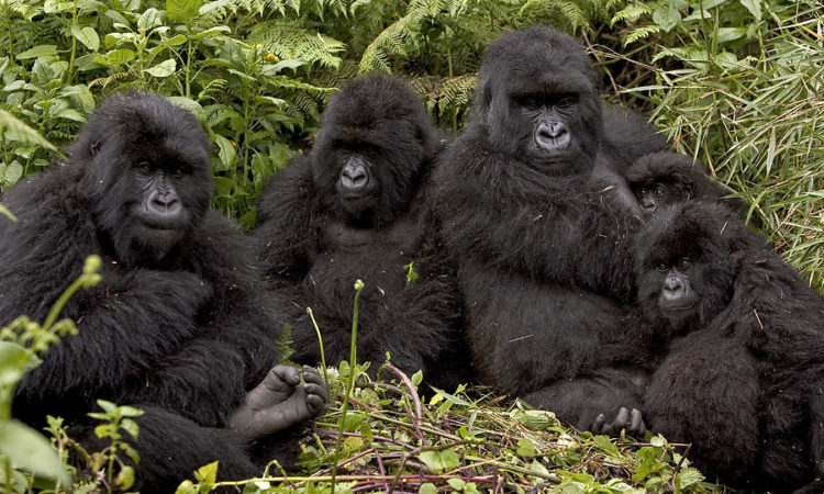 Susa Gorilla Family in volcanoes national park