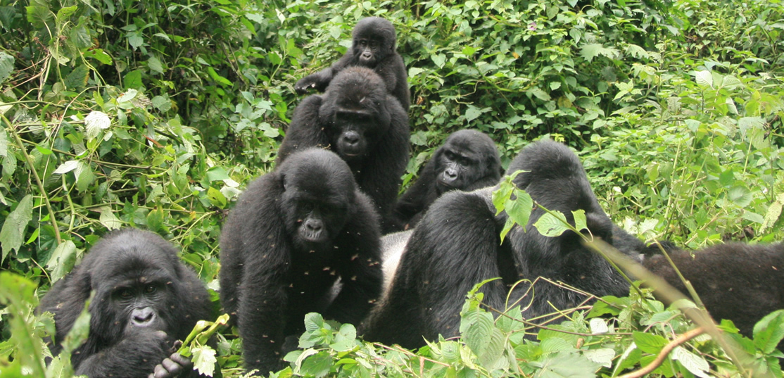 Amahoro Gorilla Family in Rwanda