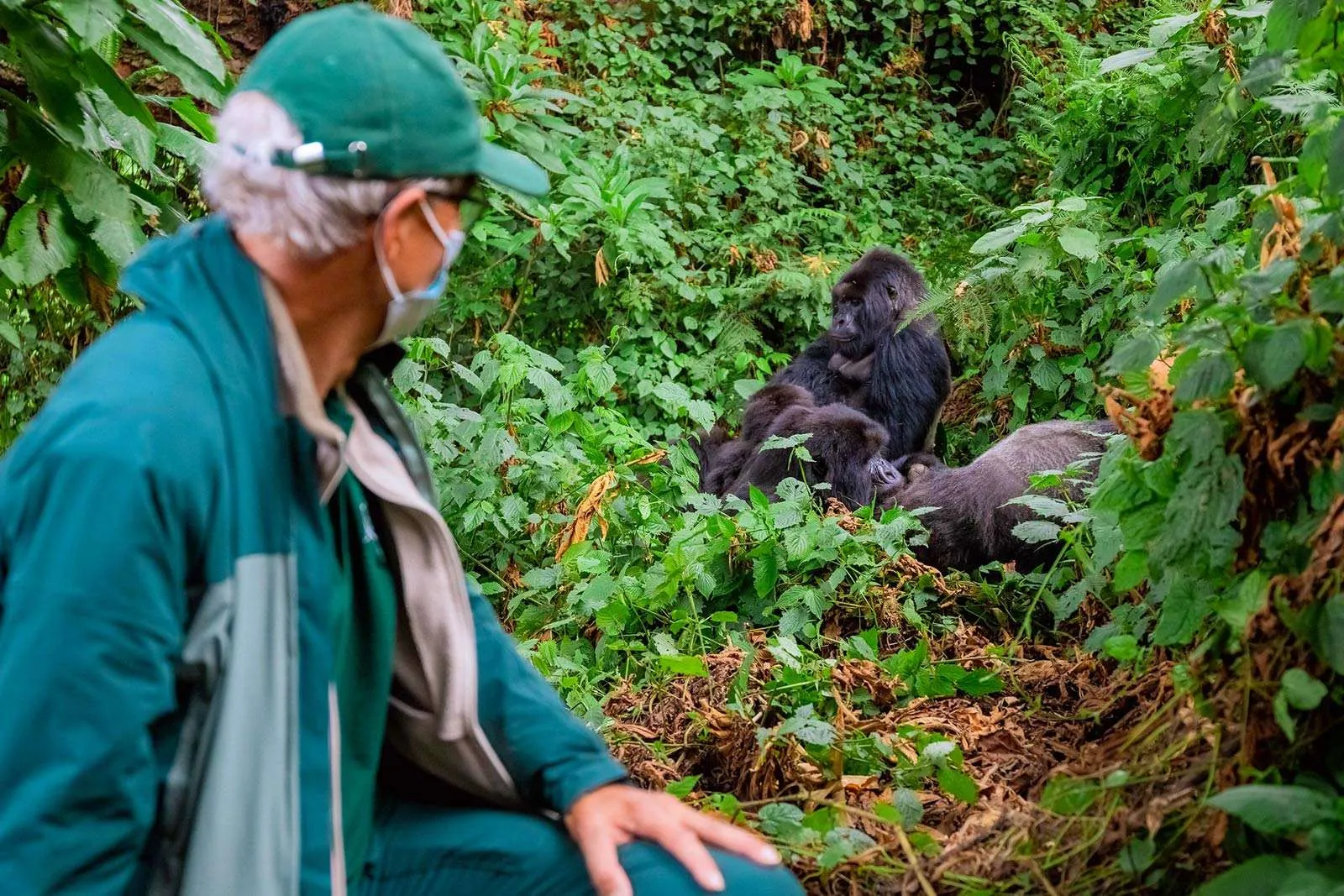 Rwanda gorilla trekking experience