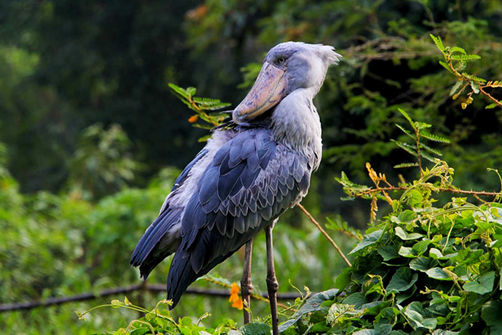 shoebill stork