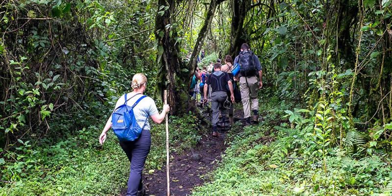 hiking trails of Nyungwe forest