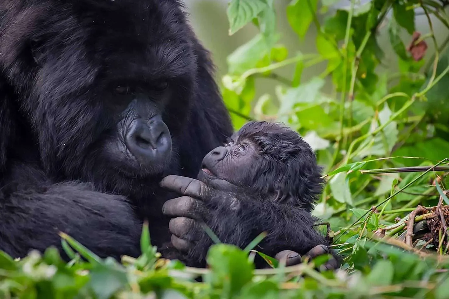 baby gorilla naming 