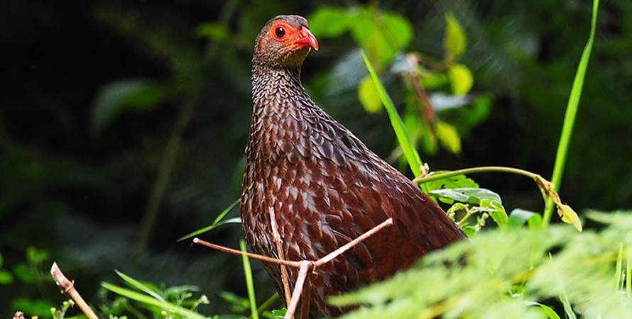 Birds of Gishwati-Mukura National Park