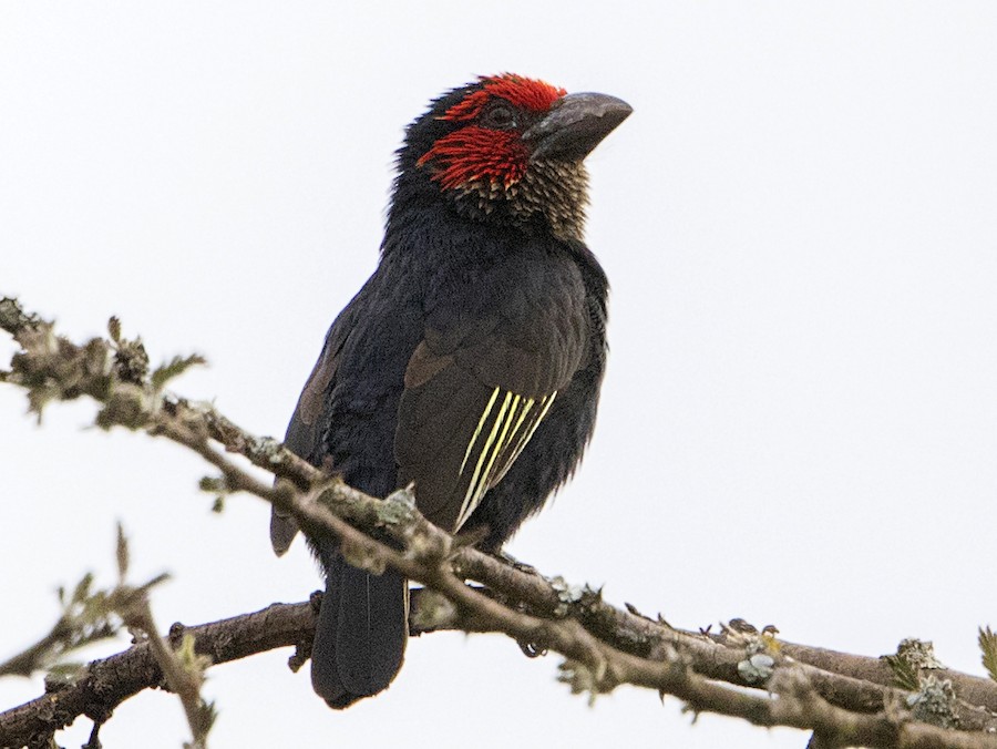 Birds of Akagera National Park