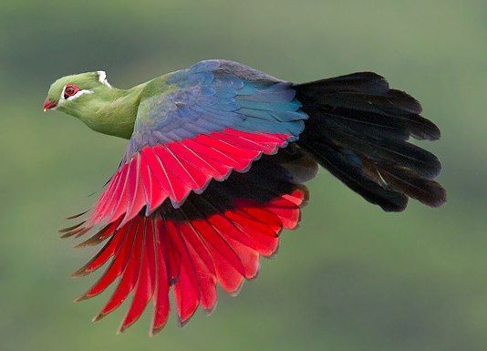 Birds of Nyungwe National Park