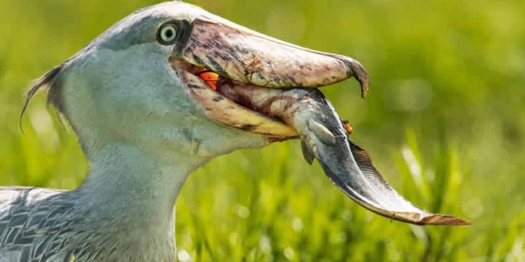 diet of the shoebill stork