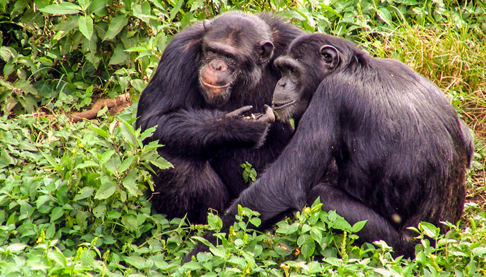  14 Days Rwanda Uganda Tour chimpanzee tracking