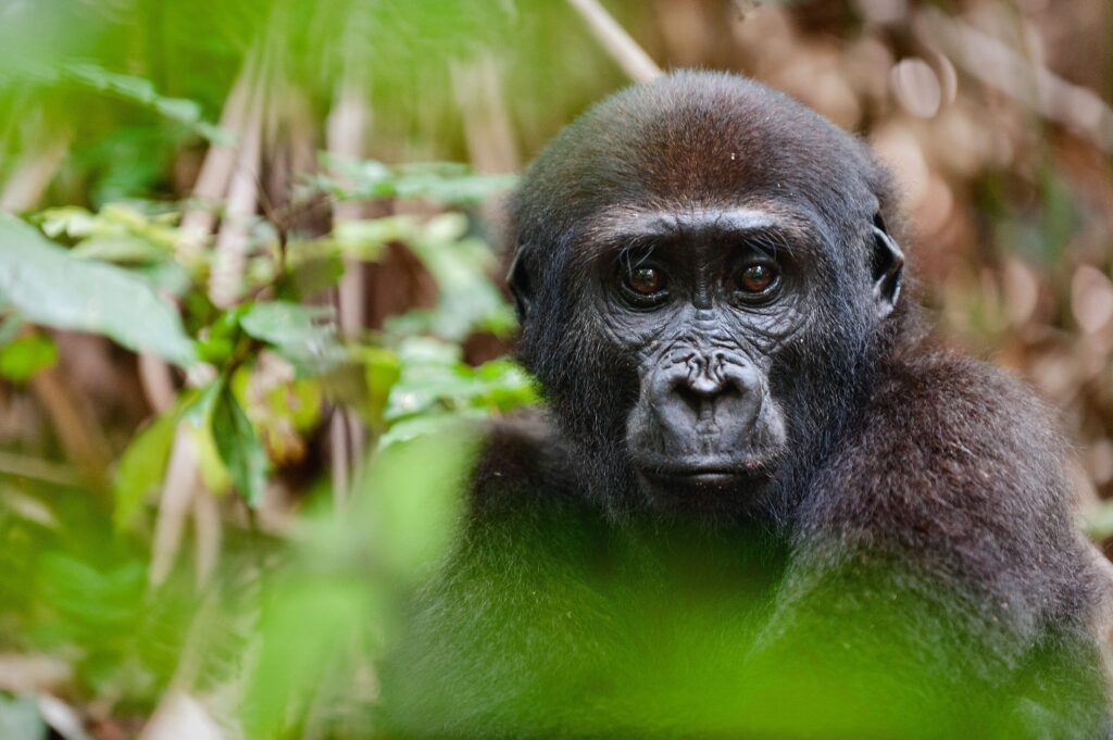 3 day gorilla trek Congo