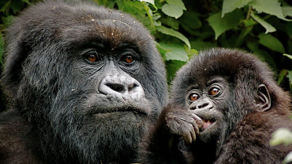 4 days Rwanda double gorilla trekking