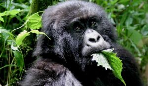 4 days Rwanda gorilla tour