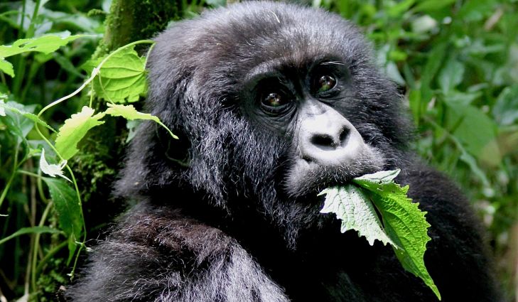 4 days Rwanda gorilla tour