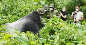 4 days rwanda gorilla tour