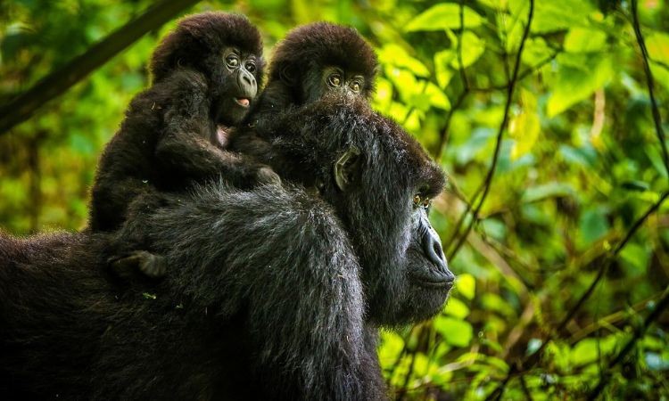 7 Days Rwanda Primates Safari