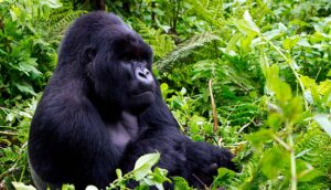 3 day Virunga gorilla trek