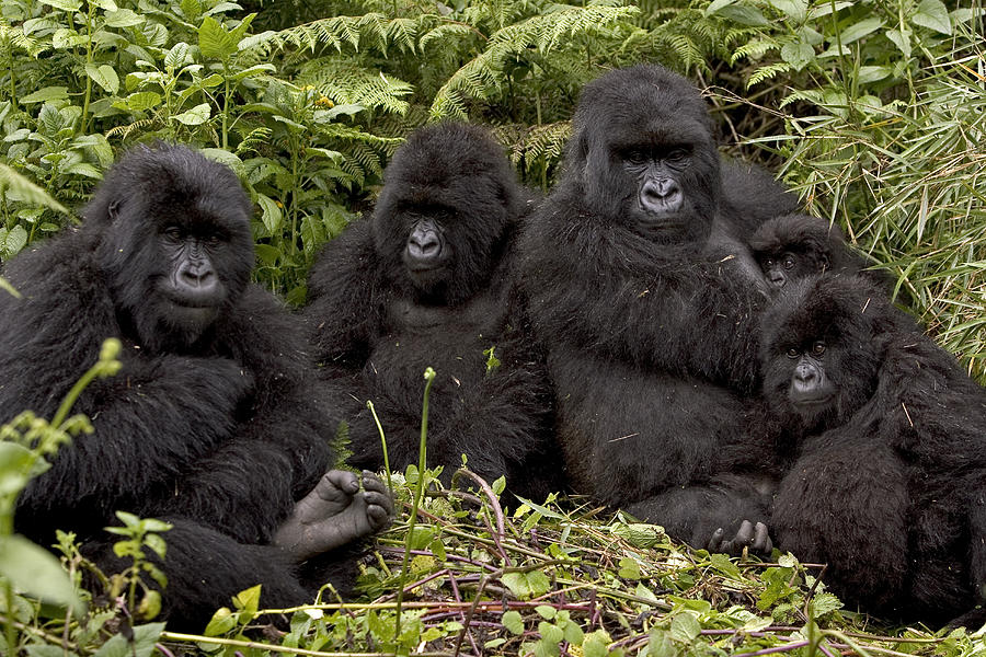 3 Days Gorilla Trek and Golden Monkeys