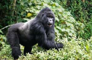 8 Days Congo Rwanda Gorilla Safari