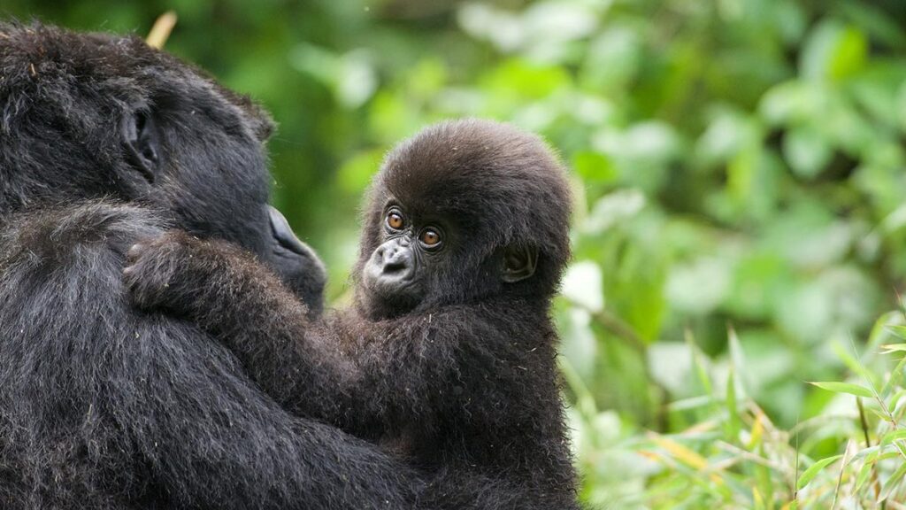 Budget friendly Gorilla Trekking Safari packages 2024