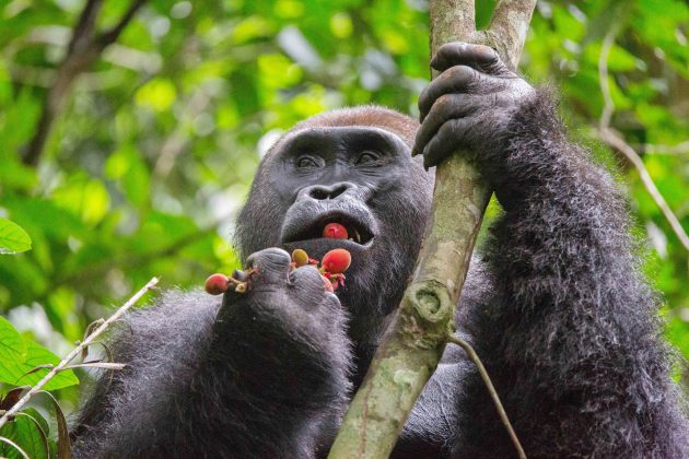 How do Gorillas get their Food