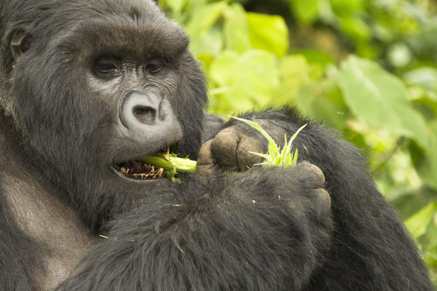 Mountain Gorilla Diet