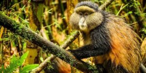 8 Days Rwanda Primates Safari