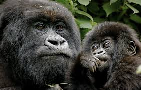 Pay a Visit to Uganda Gorillas