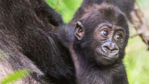 2 days gorilla trekking safari